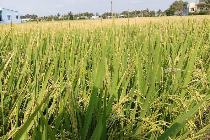 Best Private Tour Cu Chi Tunnels and Mekong Delta Full Day - From Saigon to My Tho: switching gears to river-country Vietnam