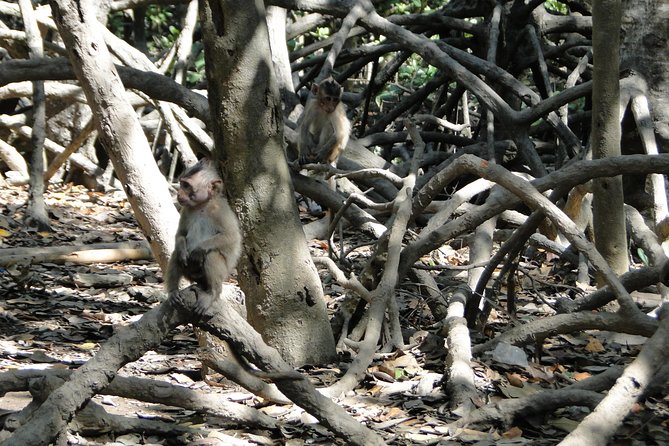 Can Gio Mangrove Eco And Wildlife Discovery Tour - Monkey Island, Can Gio Museum, and Mangrove Forest Fauna Conservation