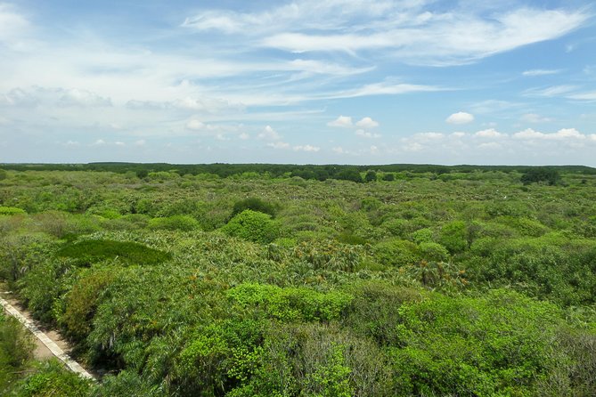 Can Gio Mangrove Eco And Wildlife Discovery Tour - Canoeing Through the Mangroves to Rung Sac Guerilla Base