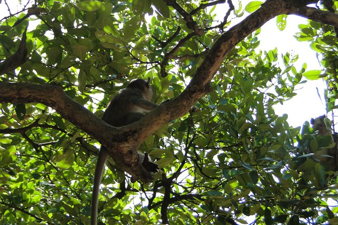 Can Gio Mangrove Eco And Wildlife Discovery Tour - When This Tour Shines (and When It Might Not)