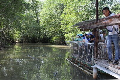 Can Gio Mangrove Forest Island Private Tour From Ho Chi Minh City - Can Gio Mangrove Biosphere Reserve: where biodiversity is the point