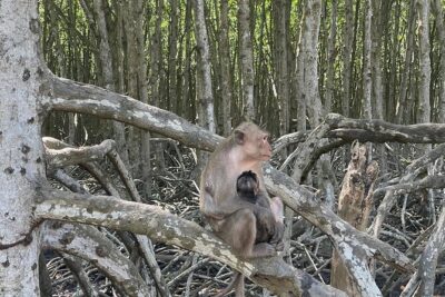 Can Gio Mangroves - Monkey Island by Motorbike and Scooter - Stop 1: Can Gio Mangrove Biosphere Reserve and wildlife you might actually spot