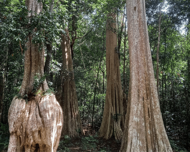 Cat Tien National Park with Crocodile Lake - What to bring, what not to do, and how to handle a jungle schedule