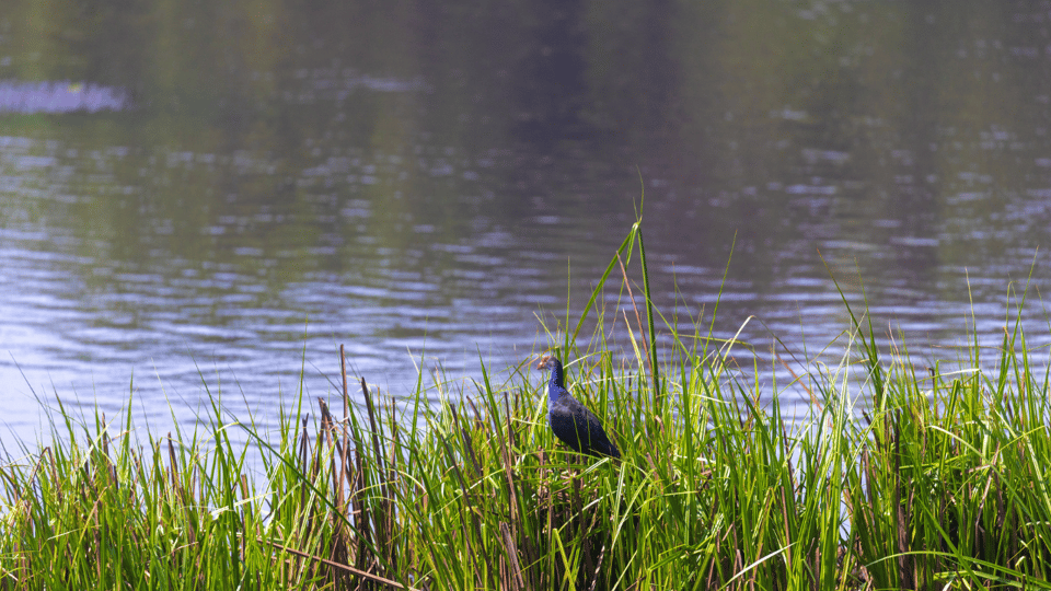 Cat Tien National Park with Crocodile Lake - Who should book this Cat Tien combo (and who should not)