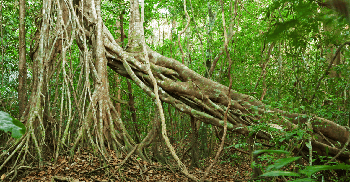Cat Tien National Park with Crocodile Lake - Should you book Cat Tien: Ecological Trails, Night Safari & Crocodile Lake?