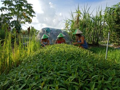 Farm-To-Table Healthy Cooking Class: Half-Day Tour - Mushroom House Walkthrough: Learning Varieties Before You Cook Them