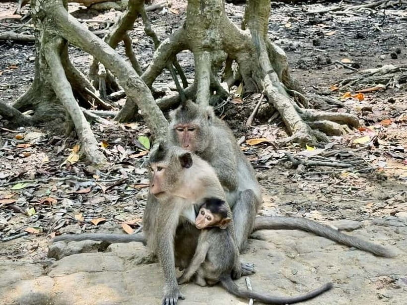 From Ho Chi Minh: Can Gio Monkey Island & Mangrove Tour - Who This Tour Fits Best (and Who Should Skip It)