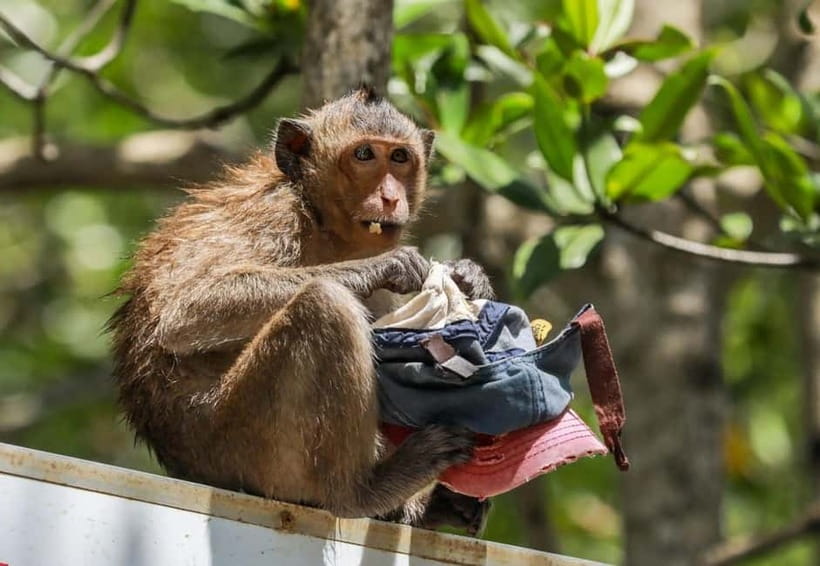 From Ho Chi Minh: Can Gio Monkey Island & Mangrove Tour - Can Gio Day Trip: The Drive Out of Ho Chi Minh City Sets the Tone