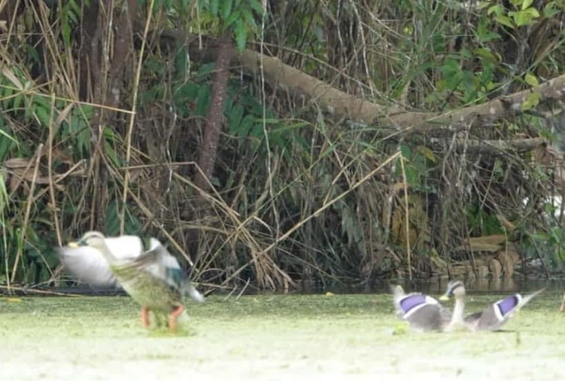 From Ho Chi Minh: Mekong Delta 3-Day Tour with Tra Su Forest - Price and value: is $171 per person a fair deal for this itinerary?