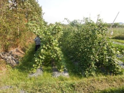 Full-Day Farming & Cooking class at Agricultural Village - Picking Vegetables, Mushrooms, Fruit, and Herbs