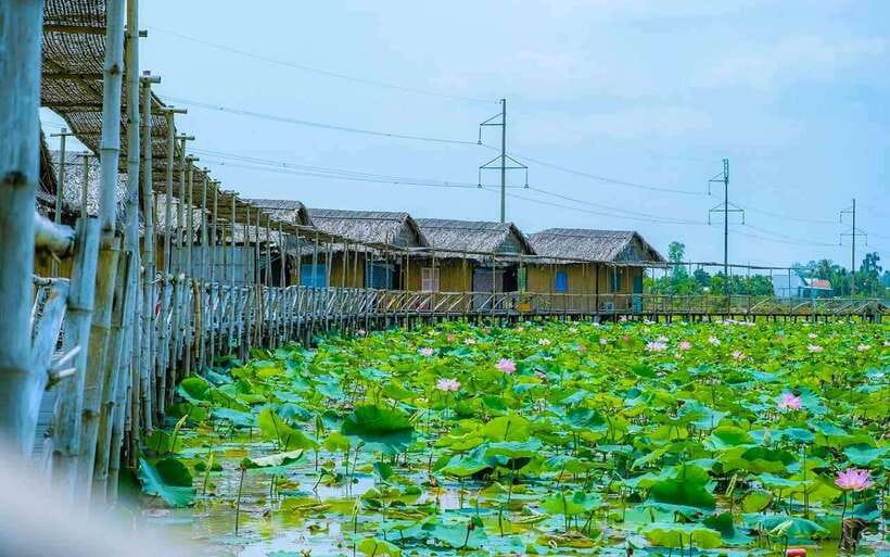 HCM: Authentic Dong Thap Mekong Delta Day Trip & Boat Ride - Rice fields and lotus ponds: what the scenery adds (and what it doesn’t)