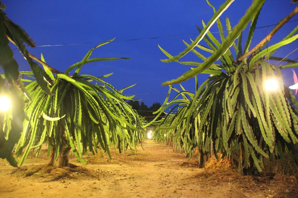 Ho Coc Beach, Nature Reserve & Dragon Fruit Farm Day Tour - A countryside day trip that feels a world away from Ho Chi Minh City