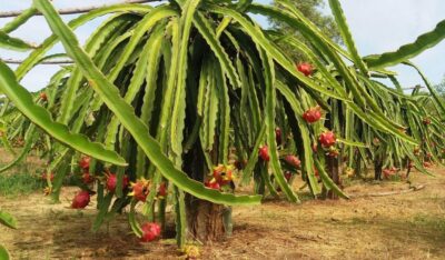 Ho Coc Beach, Nature Reserve & Dragon Fruit Farm Day Tour - Pepper farm stop: quick, useful, and easy to fit into the day