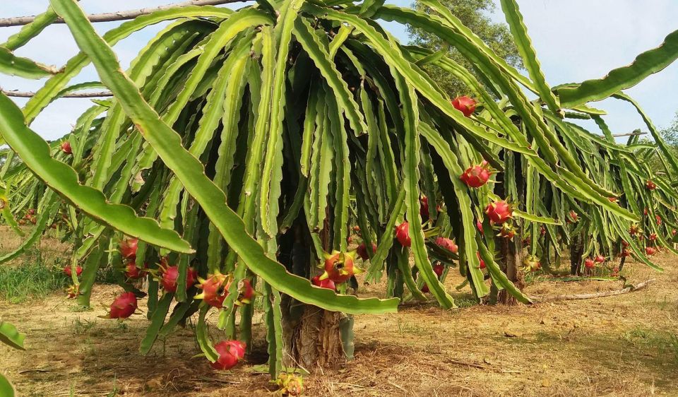 Ho Coc Beach, Nature Reserve & Dragon Fruit Farm Day Tour - Pepper farm stop: quick, useful, and easy to fit into the day