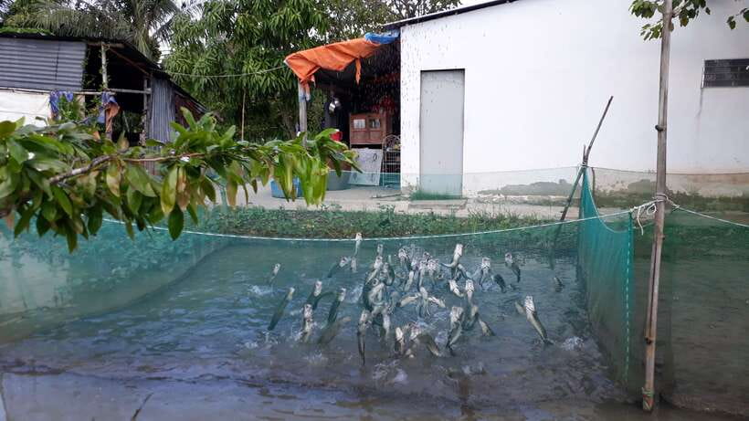 Mekong Day Tour by Car:Cai Be market, Local Island & Cycling - Lunch at a Local House: Home Cooking That Actually Tastes Local