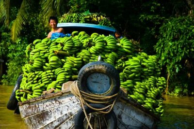 Mekong Delta Tour with Kayaking, Cycling and Cooking - Cycling at the Family Garden: orchards, rice fields, and “moving” views