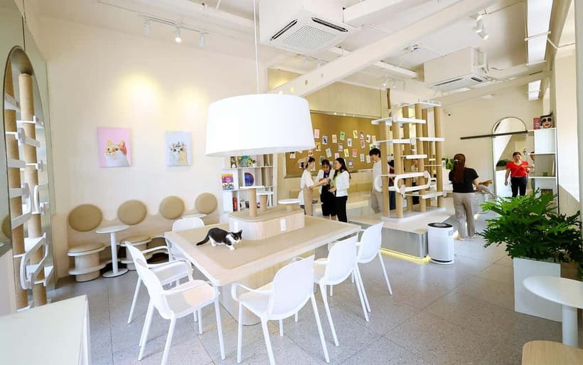 Méo Meo Cat Cafe in Center of Saigon - Finding Méo Meo Cat Cafe by Ben Thanh Market’s Eastern Gate