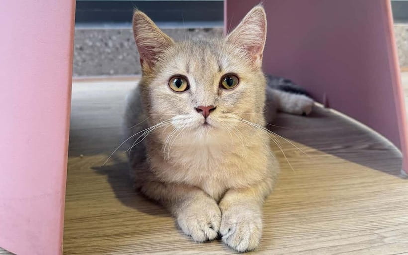 Méo Meo Cat Cafe in Center of Saigon - The Ben Thanh Market View and the Rooftop Bar Option