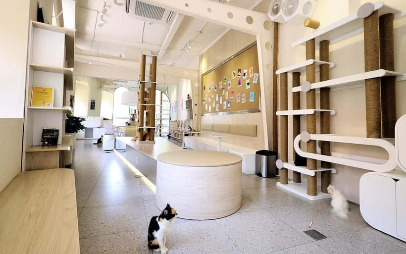 Méo Meo Cat Cafe in Center of Saigon - Service and Comfort: What’s Smooth, What Might Feel Frictiony