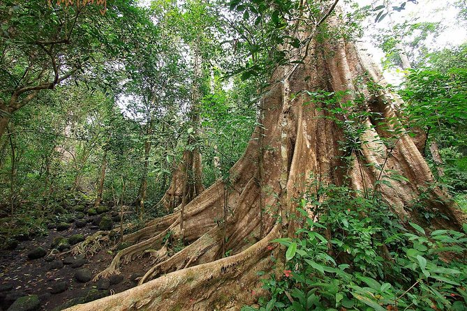 Nam Cat Tien National Park 2-Day Tour with Lodging, Meals.. - Entering Nam Cat Tien: What Makes This 2-Day Trip Worth Your Time