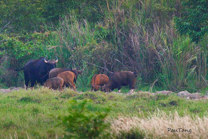 Nam Cat Tien National Park 2-Day Tour with Lodging, Meals.. - Day 1 Night: Jeep Wildlife Viewing and the Soundtrack of Gibbons