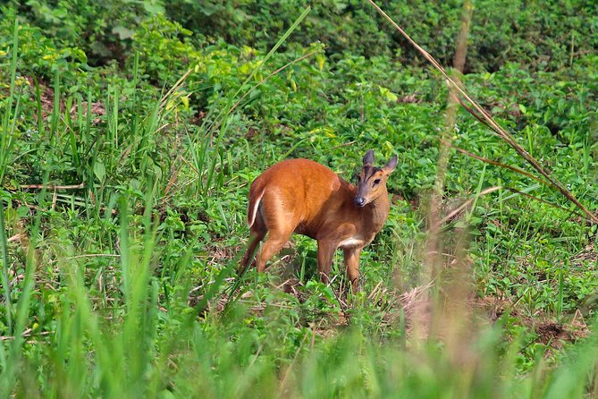 Nam Cat Tien National Park 2-Day Tour with Lodging, Meals.. - Day 1: Lava Tubes and Cat Tien Park’s Forest Zones