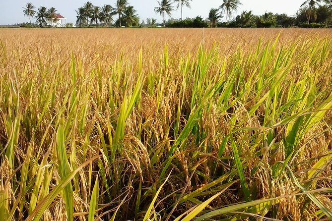 Private Mekong Delta Less Tourist - Coconut Island Tour - Key things I’d plan around