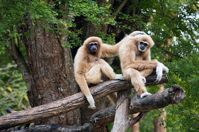 Private Tour: Cu Chi Tunnels and Cao Dai Temple - Key Things to Know Before You Go