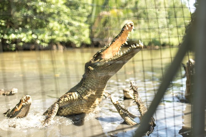 Small-Group Tour to Can Gio Vam Sat Mangrove Forest - Crocodile lake and the edge-of-forest wildlife moment